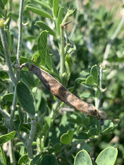 Tephrosia limpopoensis