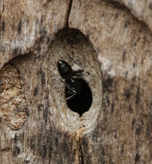 Colobopsis gasseri