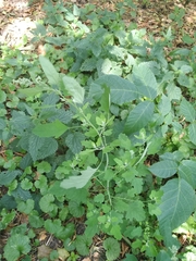Chenopodium ucrainicum