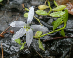 Lobelia pedunculata