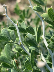 Tephrosia limpopoensis