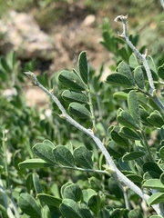 Tephrosia limpopoensis