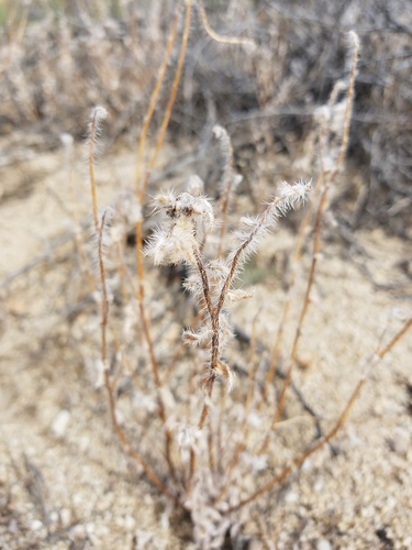 iNaturalist observation photo of Scorpionweeds