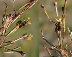 Moraea inconspicua