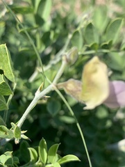 Tephrosia limpopoensis