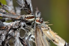 Opisthoncus abnormis