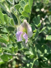 Tephrosia limpopoensis