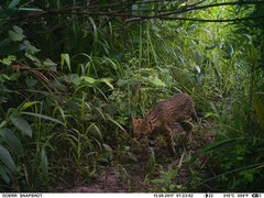 Leptailurus serval