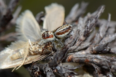 Opisthoncus abnormis
