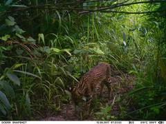 Leptailurus serval