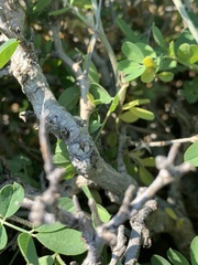 Tephrosia limpopoensis