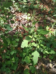 Chenopodium ucrainicum