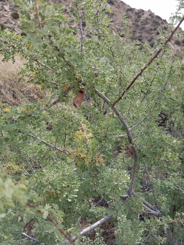 iNaturalist observation photo of Acacias, Mimosas, Mesquites, and Allies