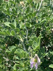 Tephrosia limpopoensis