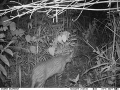 Leptailurus serval