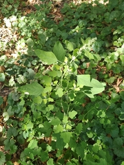 Chenopodium ucrainicum