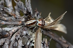 Opisthoncus abnormis