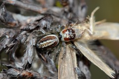 Opisthoncus abnormis