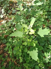 Chenopodium ucrainicum