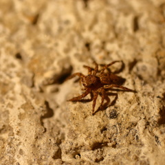 Plexippus petersi