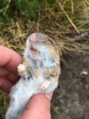 Apodemus flavicollis