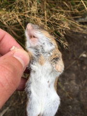 Apodemus flavicollis