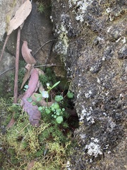 Cardamine lilacina