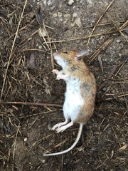 Apodemus flavicollis