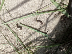 Iguanidae