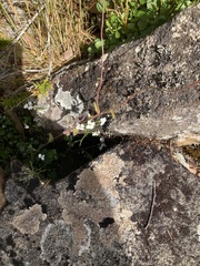 Cardamine lilacina