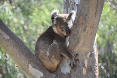 Koala photo 5
