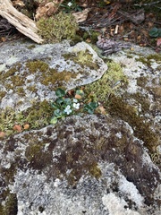 Cardamine lilacina