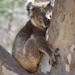 Koala - Photo (c) Taylor, algunos derechos reservados (CC BY-NC), uploaded by Taylor