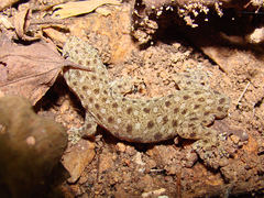 Gehyra lacerata