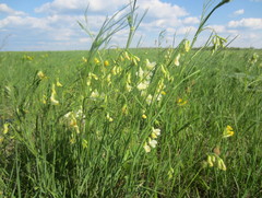 Lathyrus pannonicus collinus