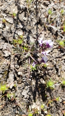 Astragalus tener