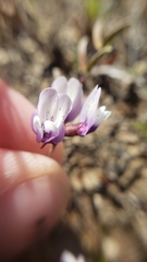 Astragalus tener