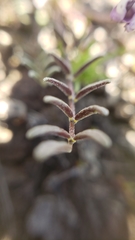 Astragalus tener