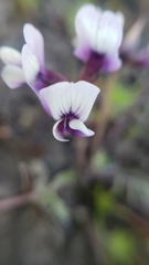 Astragalus tener