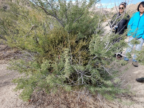 iNaturalist observation photo of Acacias, Mimosas, Mesquites, and Allies
