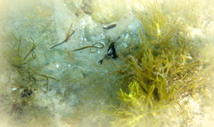 Stigmatopora nigra