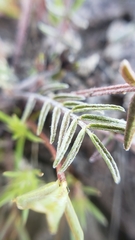 Astragalus tener