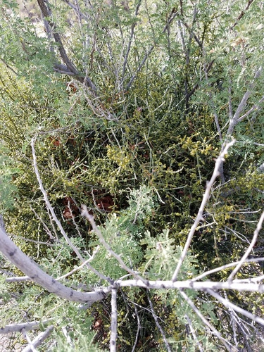 iNaturalist observation photo of Mesquite Mistletoe
