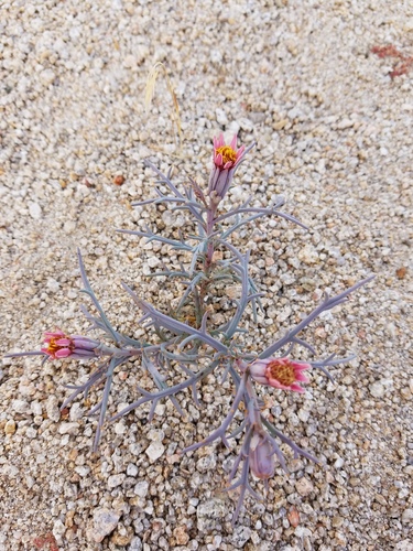 iNaturalist observation photo of Mojave hole-in-the-sand plant