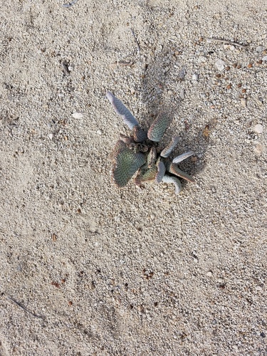 iNaturalist observation photo of beavertail cactus