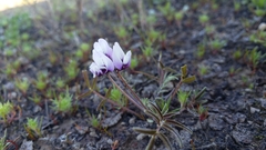 Astragalus tener