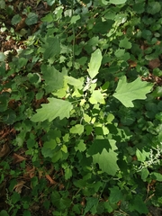 Chenopodium ucrainicum