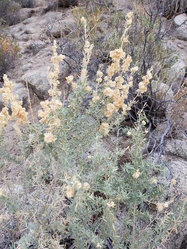iNaturalist observation photo of Fourwing Saltbush