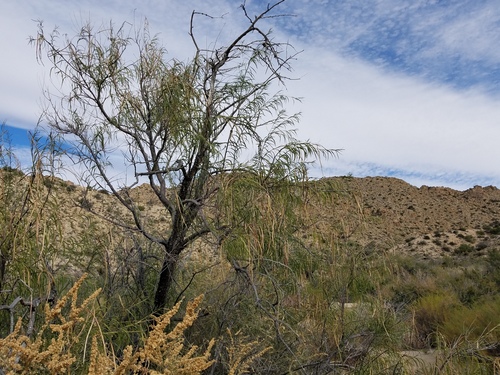 iNaturalist observation photo of desert willow