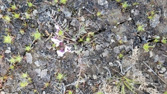Astragalus tener